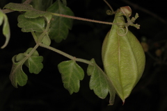Cardiospermum canescens